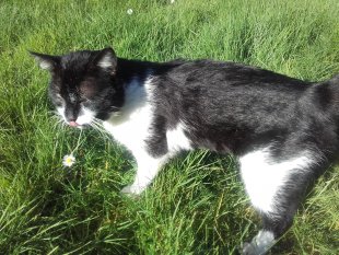 Chapitre 8 - Activité 9. Couleurs et niveaux de gris - Fichier JPG élève - Photo du chat